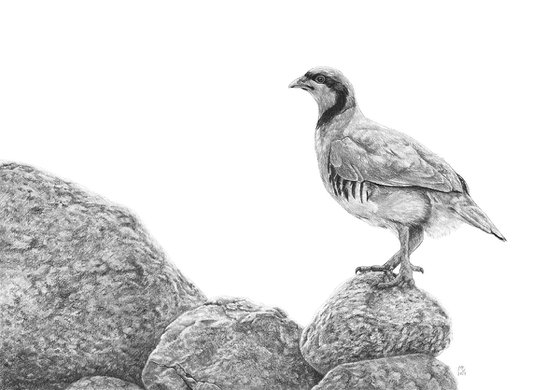 Original graphite pencils drawing bird "Chukar Partridge"