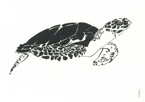 Turtle I Animal Drawing