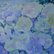 Hydrangea by Susanna Montagnino