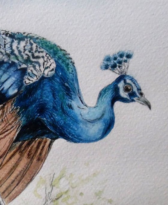 Peafowl