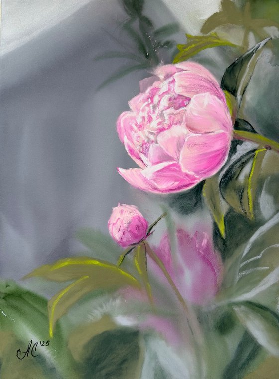 Pink Peony 2