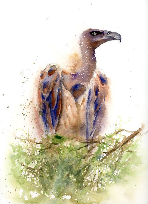 Vulture - Bird of prey by Olga Shefranov (Tchefranov)