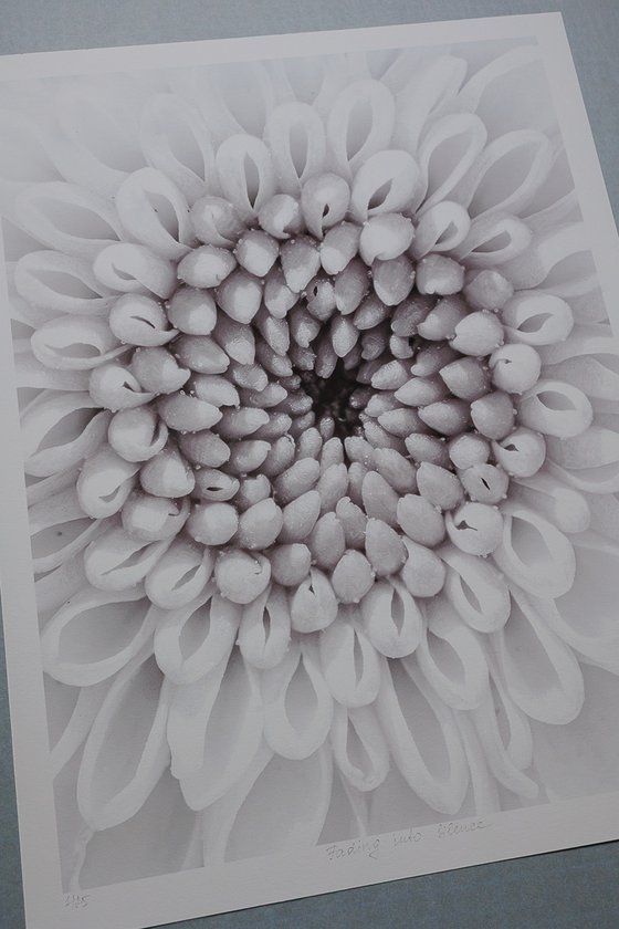 Echoes of Memory Bloom
