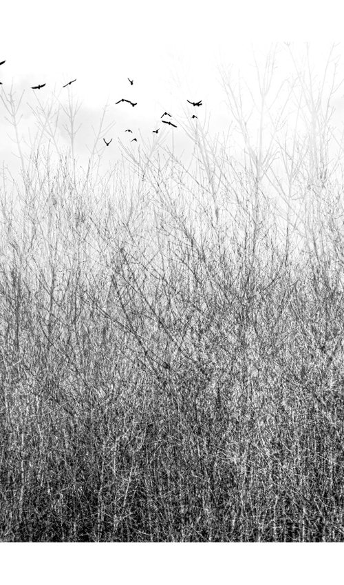 Midwinter #11 Limited Edition #1/25 Fine Art Photograph of Bare Winter Trees and Birds Flying by Graham Briggs