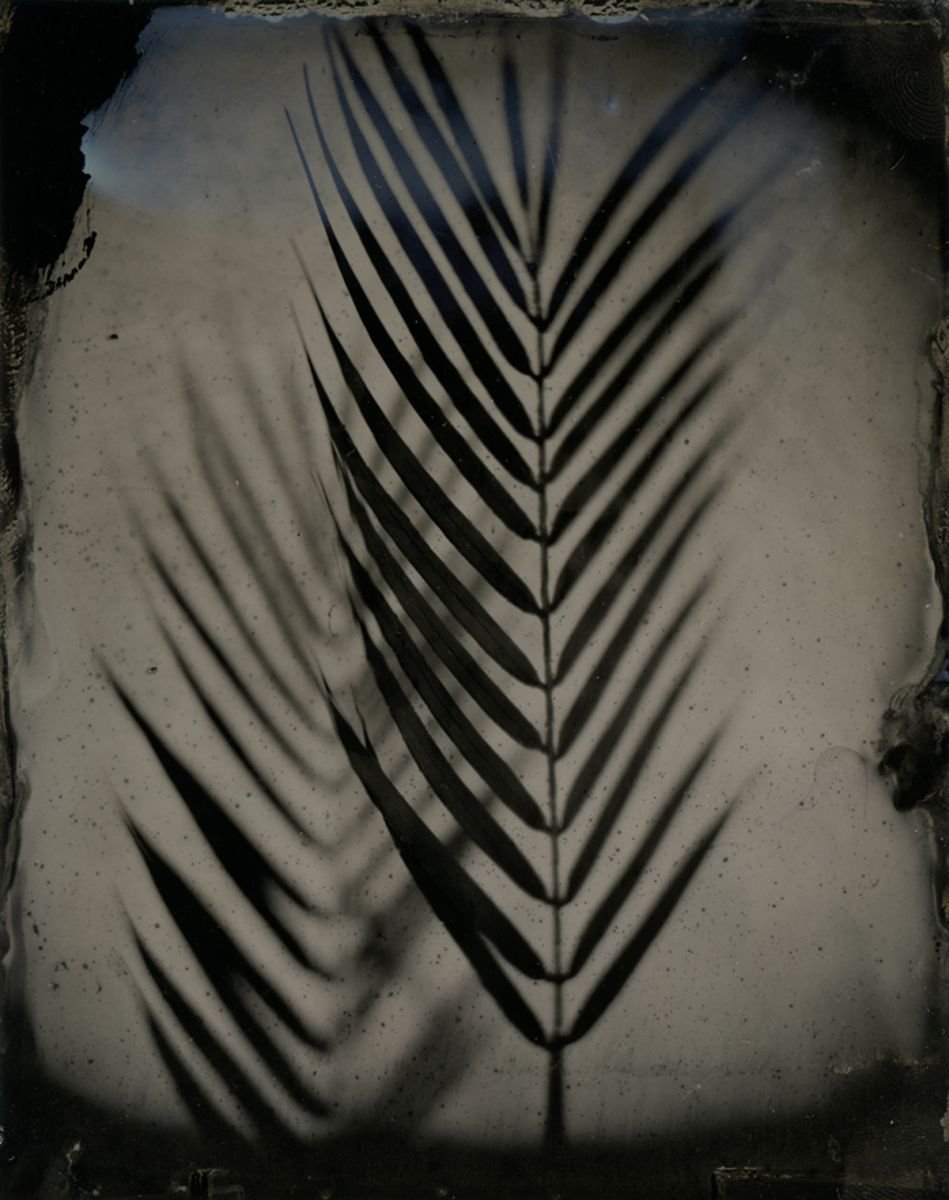 Palm by Nicolas Laborie