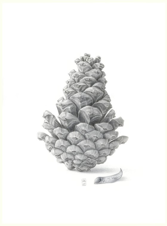 Pine Cone Silverpoint