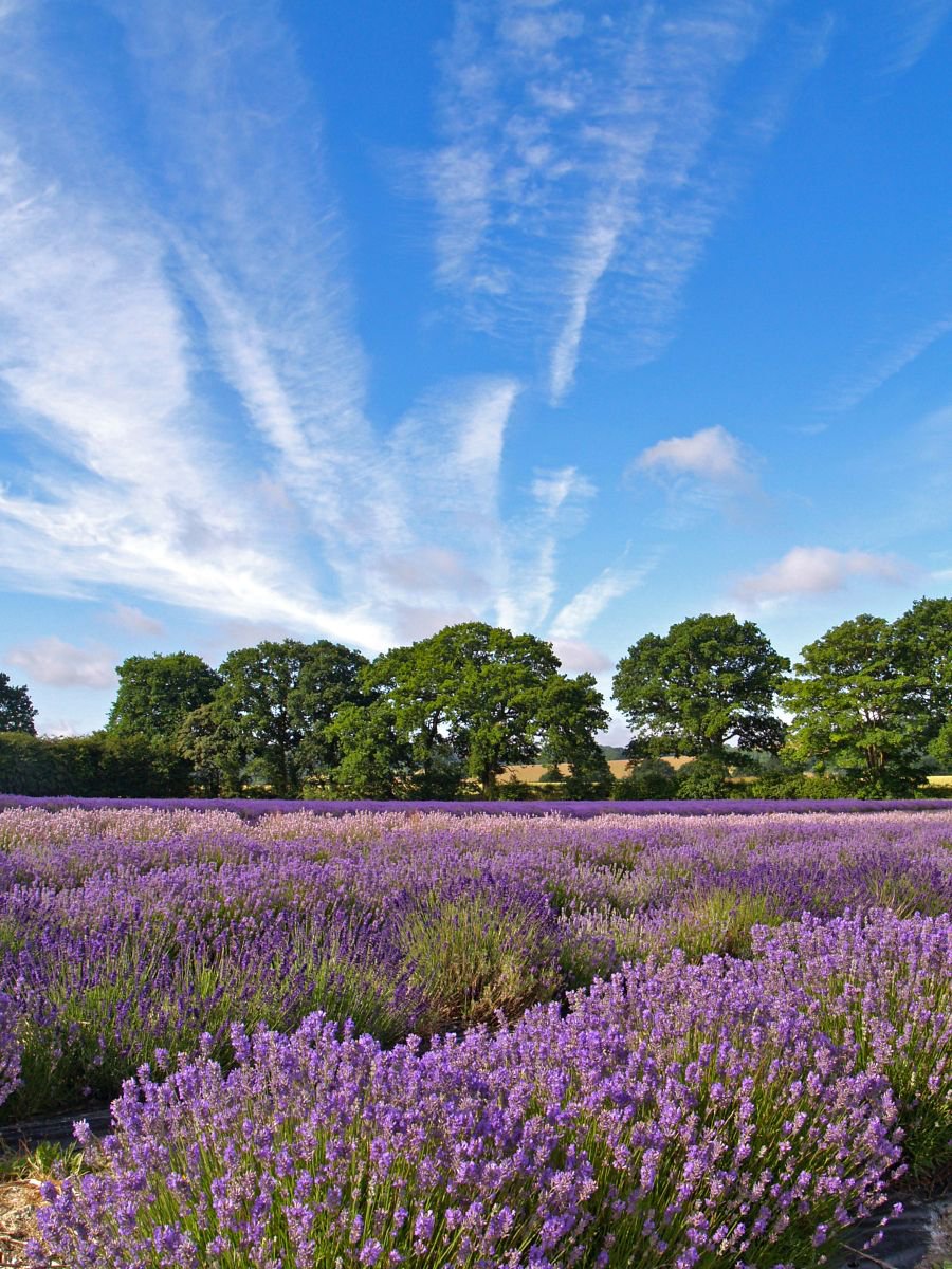 Hampshire Lavender Fields by Alex Cassels