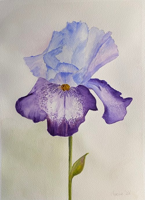 Purple iris in watercolours by Maxine Taylor