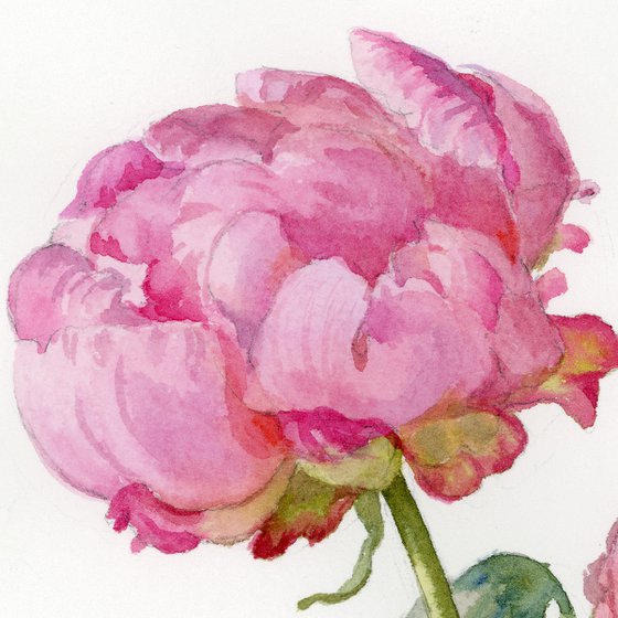 Three peonies