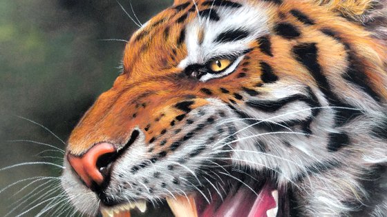 Tiger Snarling Original Big cat Painting)