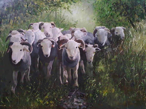 Herdwick Sheep Flock