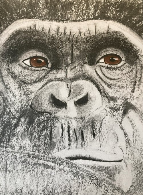 Gorilla by Ruth Searle