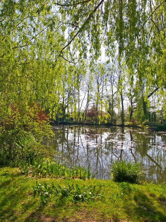 Giverny Willows