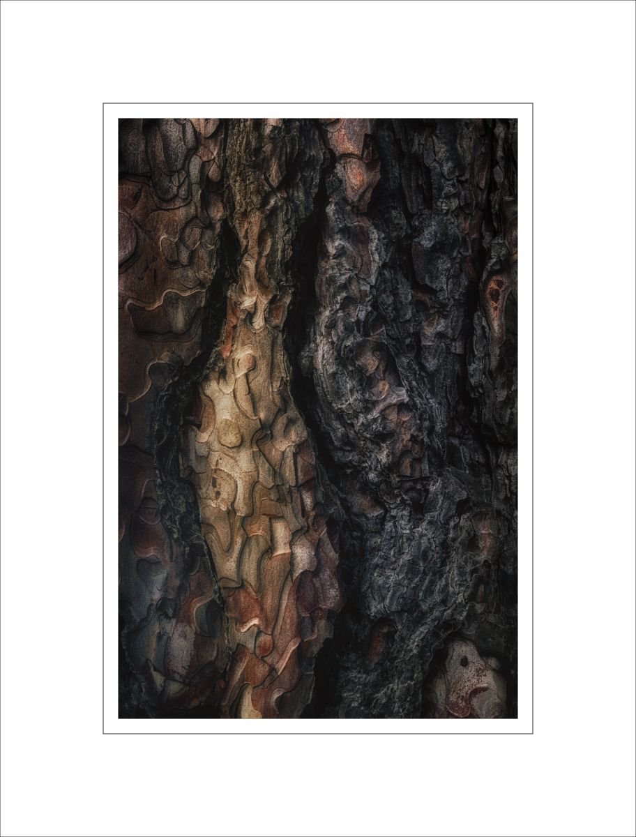 Bark Study 44 by Alan Ranger