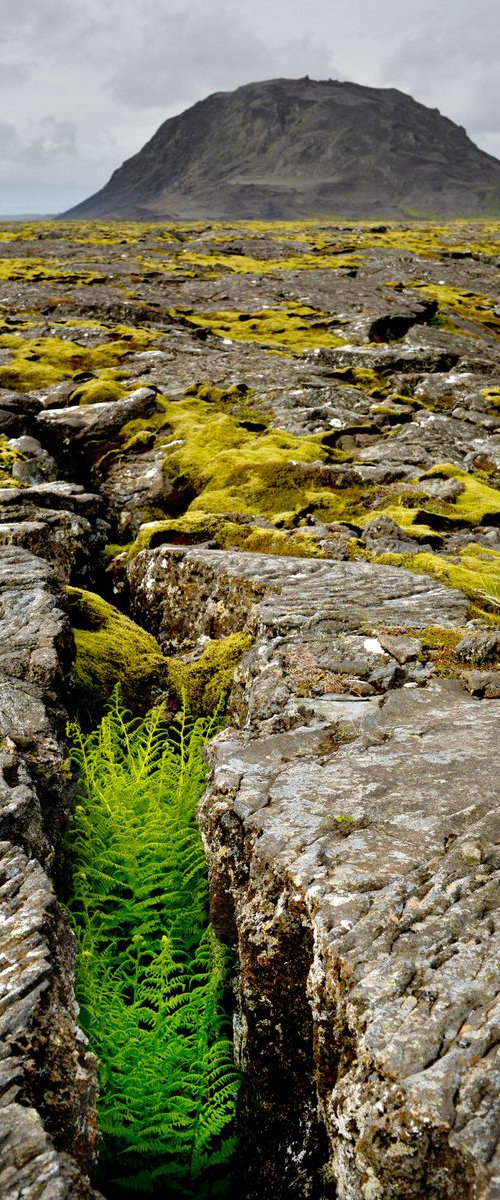 Fern and Lava by Russ Witherington