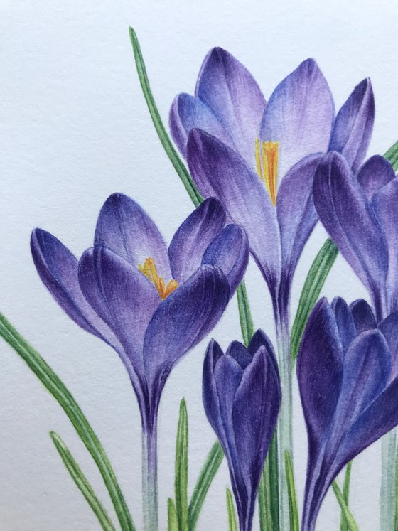 Violet Crocuses original watercolor