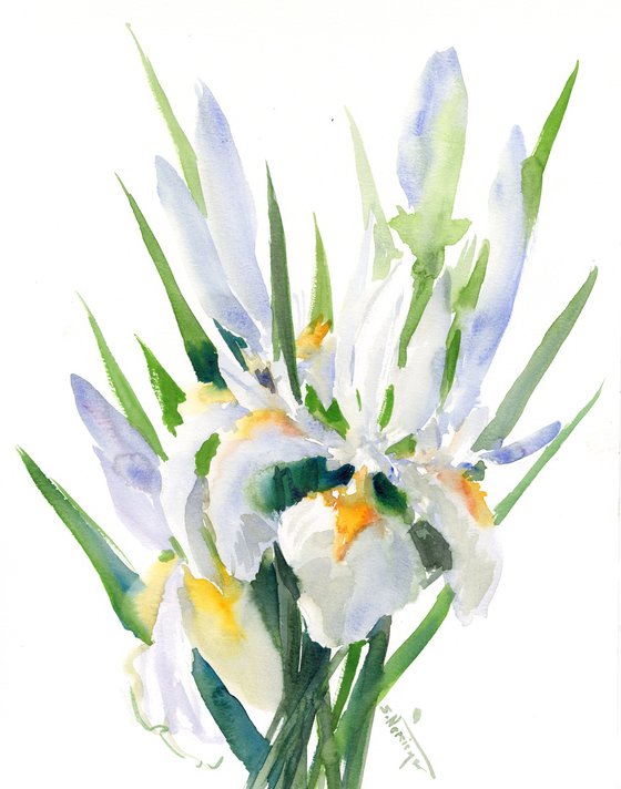 White Iris Flowers