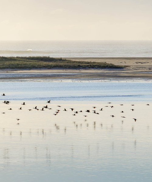 Cormorants, Monomoy - Medium by Brooke T Ryan