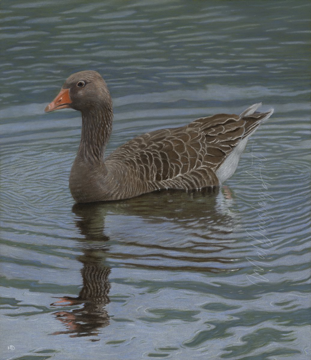 A Greylag Goose by Mal Daisley
