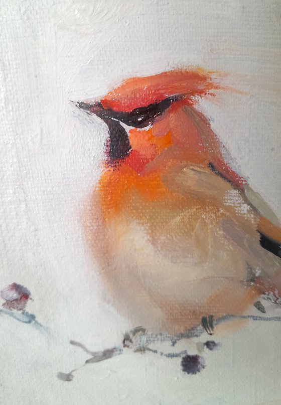 Waxwing