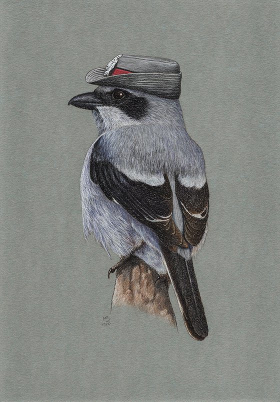 Original pastel drawing bird "Great grey shrike"