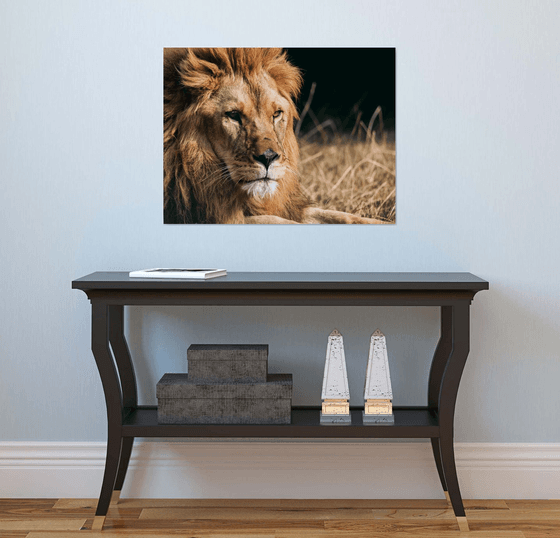 Le lion