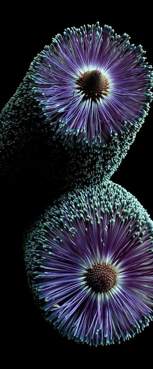 Purple Paramour Banksia by Nadia Culph