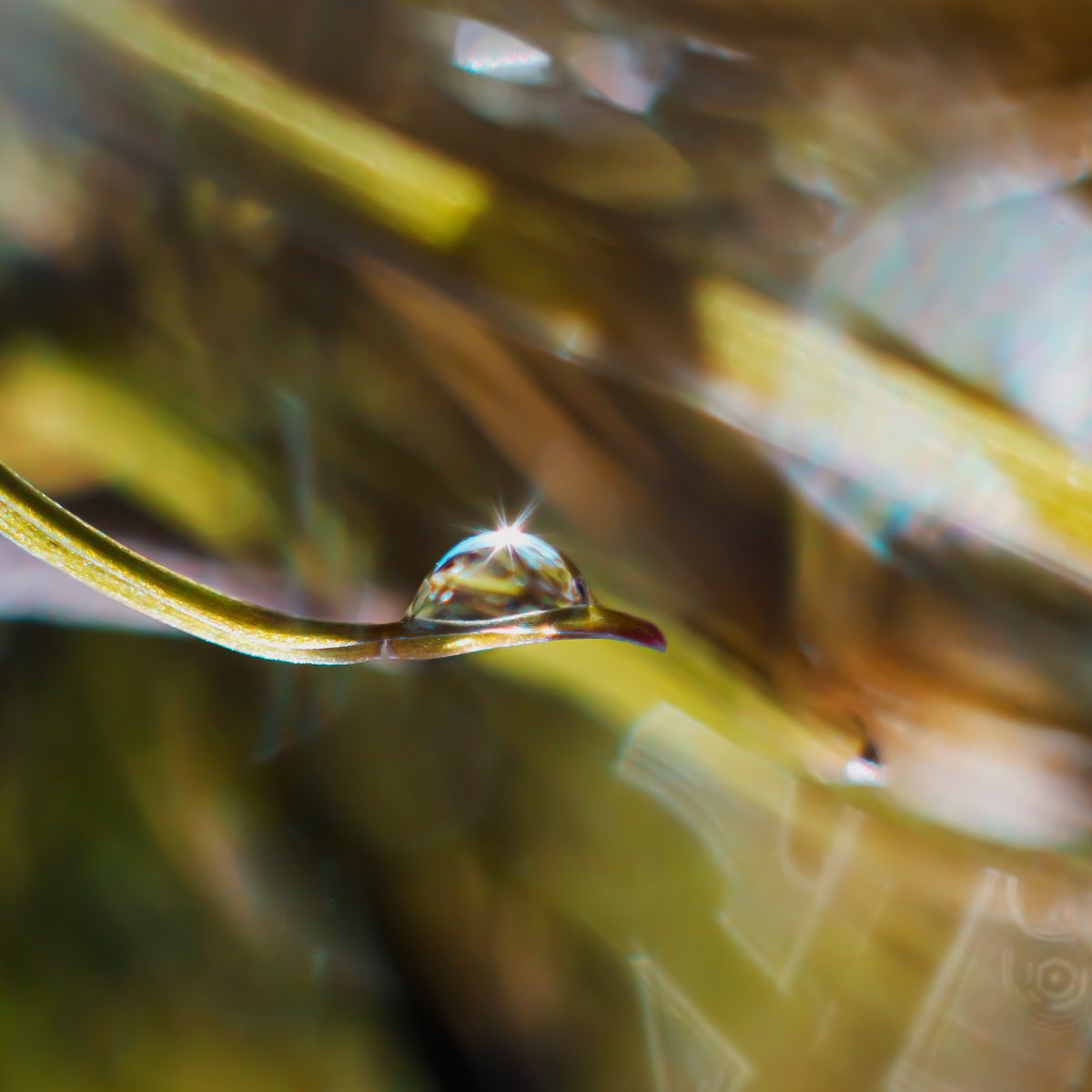 FLIGHT IN THE RAIN - LIMITED EDITION PRINT OF MACRO PHOTOGRAPHY OF A DEW DROP ON A GRASSBL... by Inna Etuvgi
