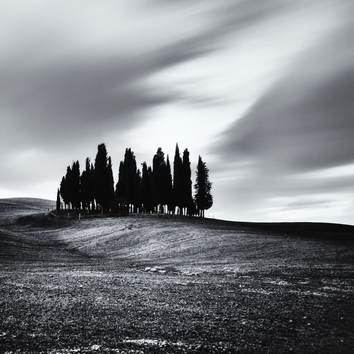 Impressionistic Landscape Photograph By Karim Carella, 31 X 31", Cypress Trees At Sunrise, Original Artwork
