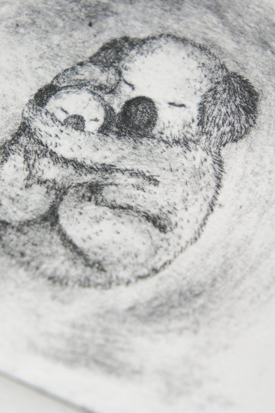 Koala Bear Mother And Baby