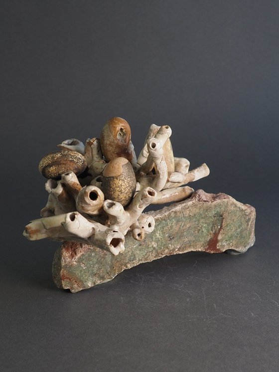 Flowers of St. Anthony