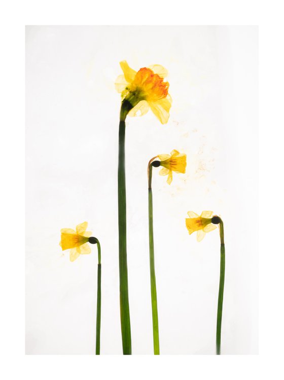Daffodills 2