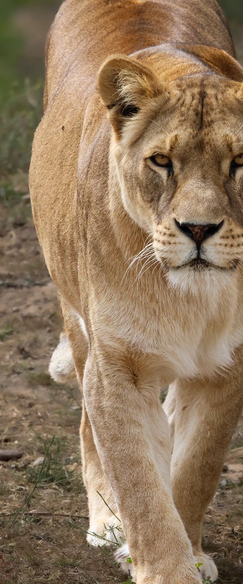 Queen of the wild by Sherryl Dyson