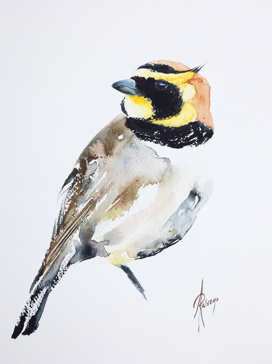 Horned Lark 2