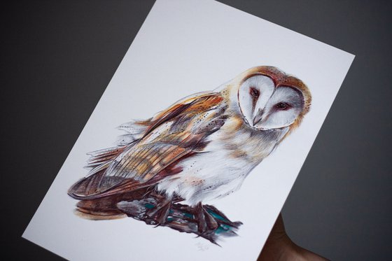 Barn Owl - Bird Portrait