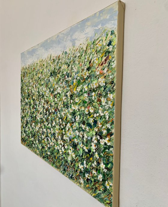 White daisies in the field