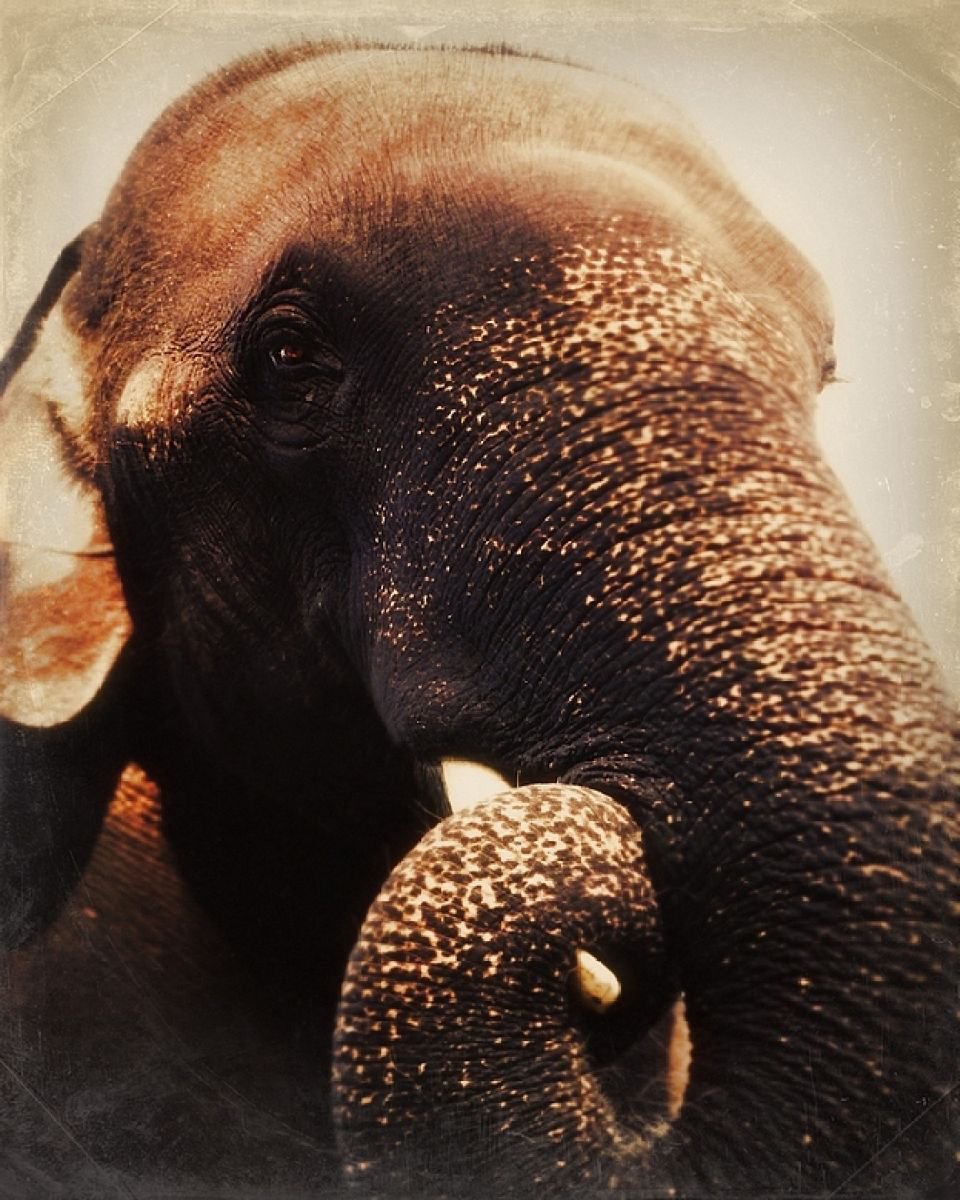Indian elephant smiles by Nadia Attura