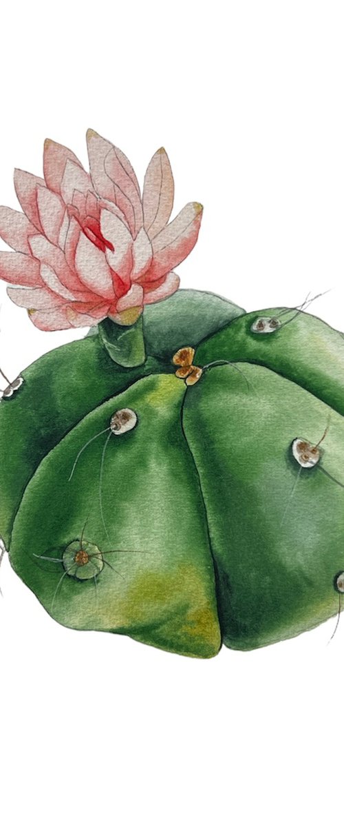 Cactus with a red flower. A series of original watercolour artwork. by Nataliia Kupchyk