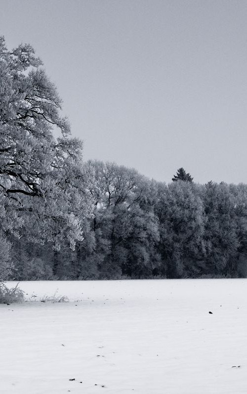 Dark Frosted Trees by Tom Hanslien