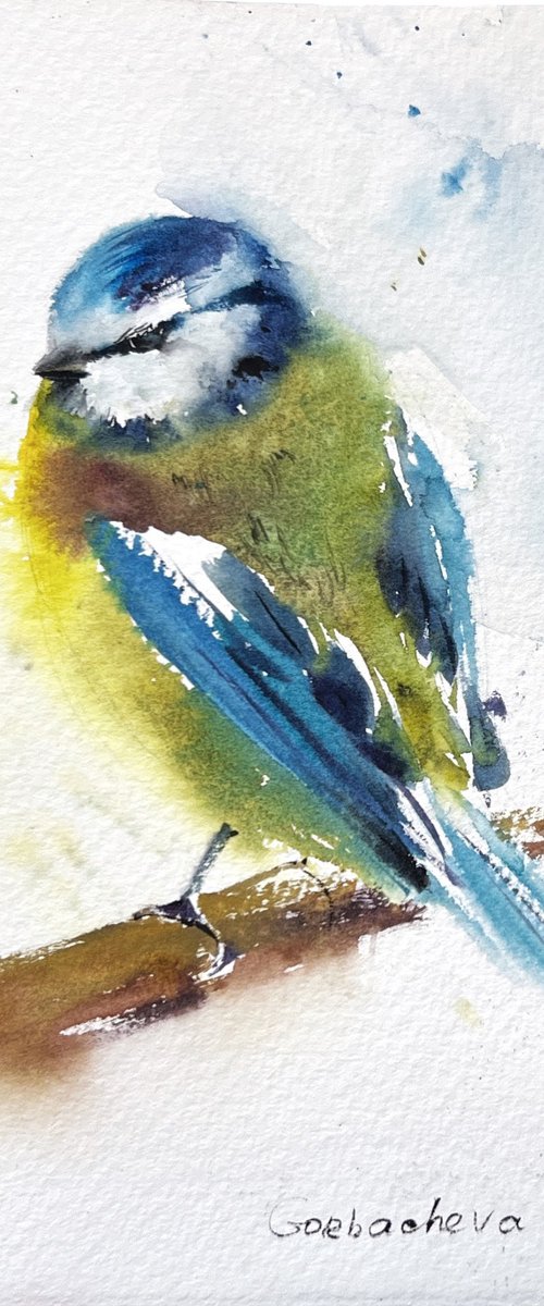 Eurasian Blue Tit by Eugenia Gorbacheva