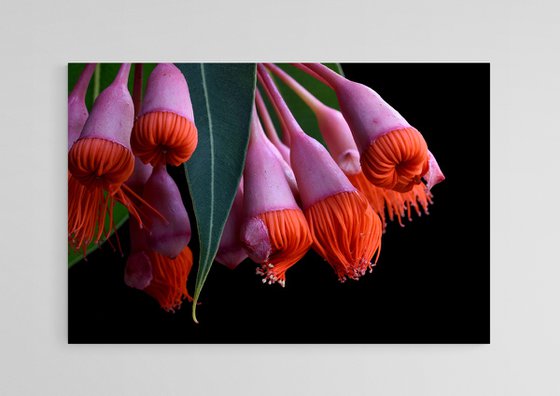 Corymbia Ficifolia Baby Orange