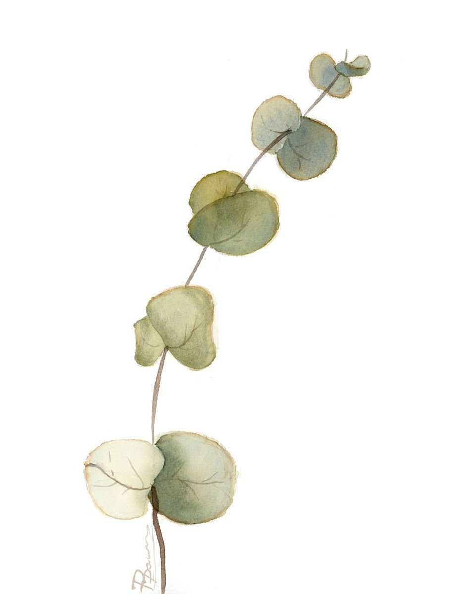 Eucalyptus Green leaves by Olga Shefranov (Tchefranova)