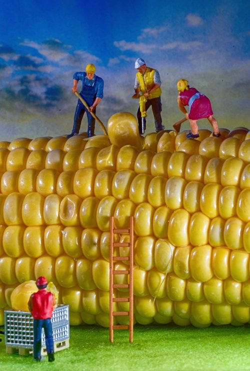Corn on the Cob by Marc Ehrenbold