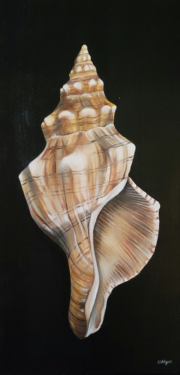 Seashell by Asiya Nouretdinova