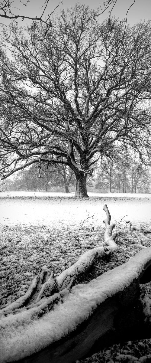 Snow on the fallen tree by Martin  Fry