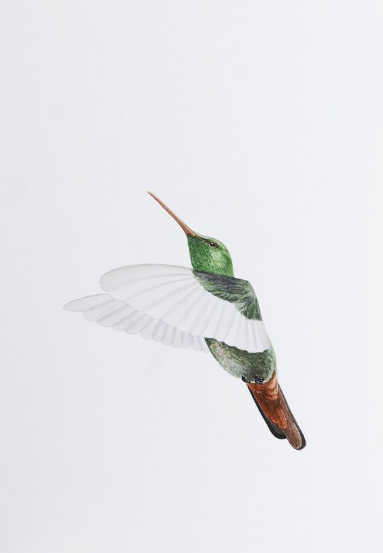 Hummingbird flights sketch
