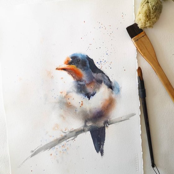 Barn Swallow