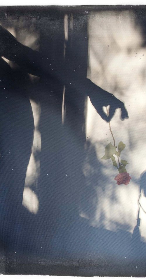 Shadow with rose by Louise O'Gorman