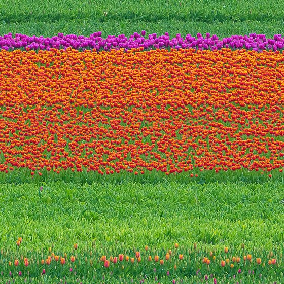 Abstract Flower Landscape - Tulip field I.