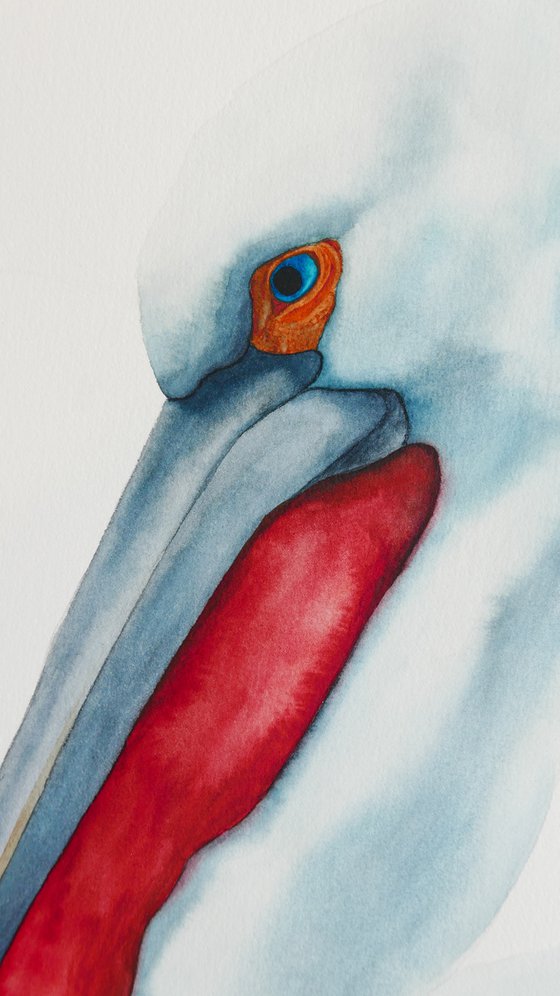 Pensive pelican